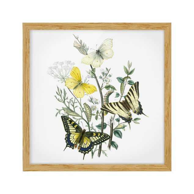 Framed poster - British Butterflies III