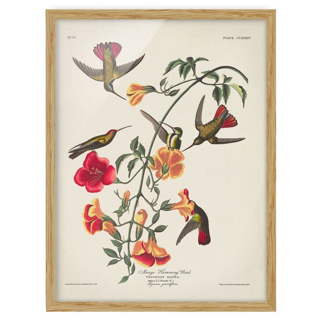 Framed poster - Vintage Board Mango Hummingbirds