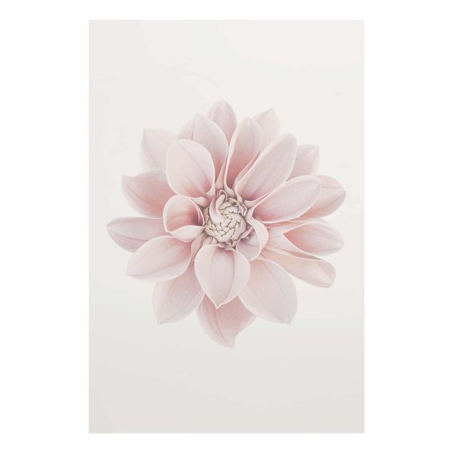 Glass print - Dahlia Flower Pastel White Pink