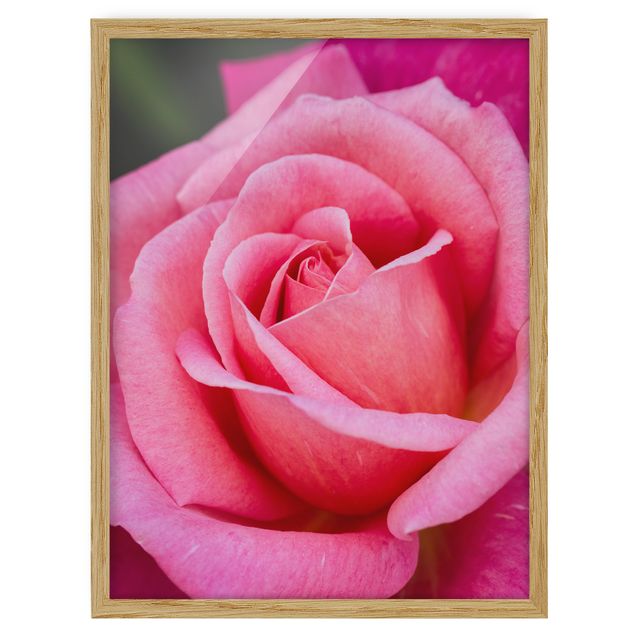 Framed poster - Pink Rose Flowers Green Backdrop