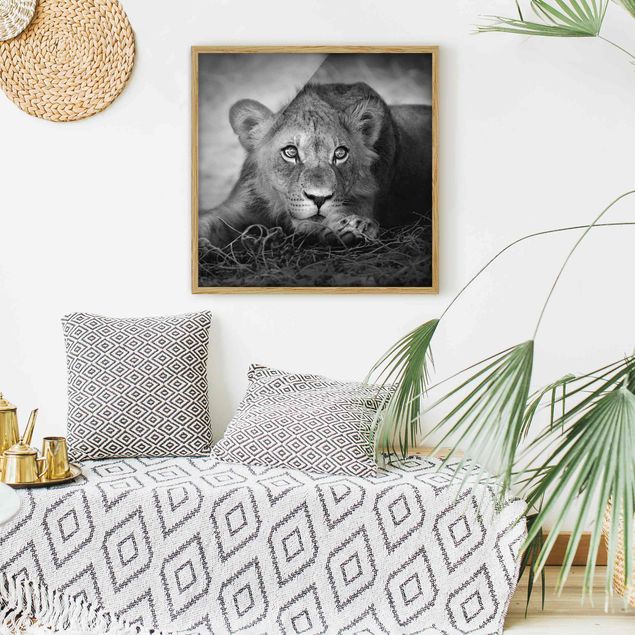 Framed poster - Lurking Lionbaby