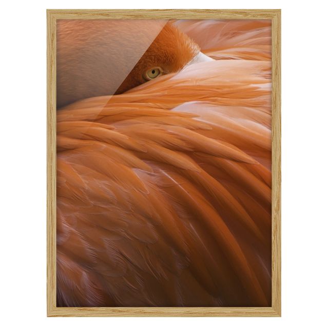 Framed poster - Flamingo Feathers