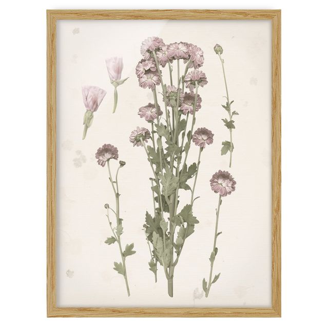 Framed poster - Herbarium In Pink I