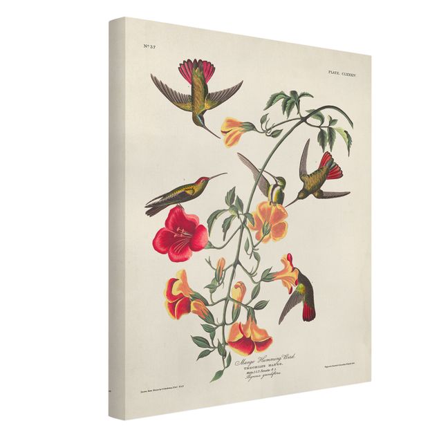 Print on canvas - Vintage Board Mango Hummingbirds