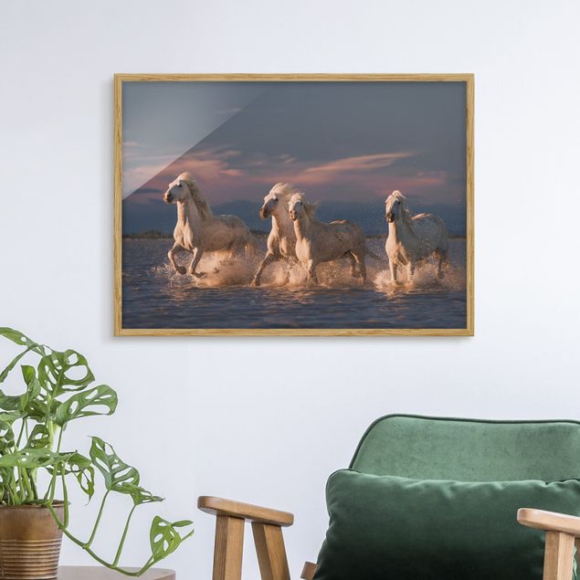 Framed poster - Wild Horses In Kamargue
