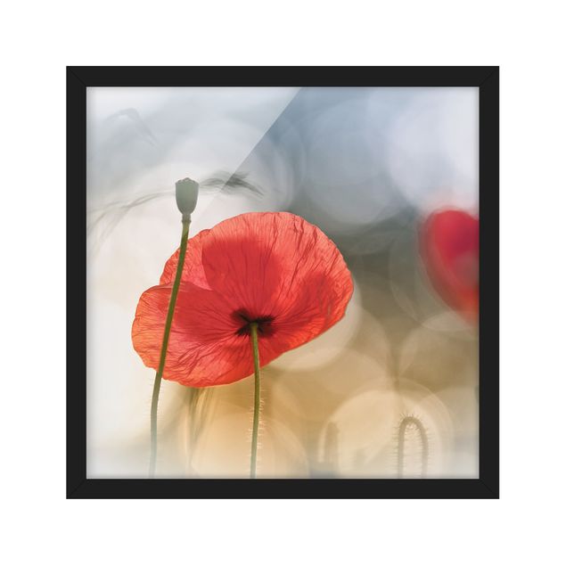 Framed poster - Poppies In The Morning
