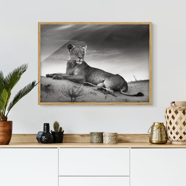 Framed poster - Resting Lion