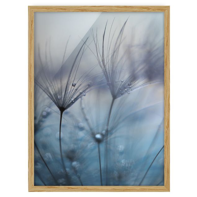 Framed poster - Blue Feathers In The Rain