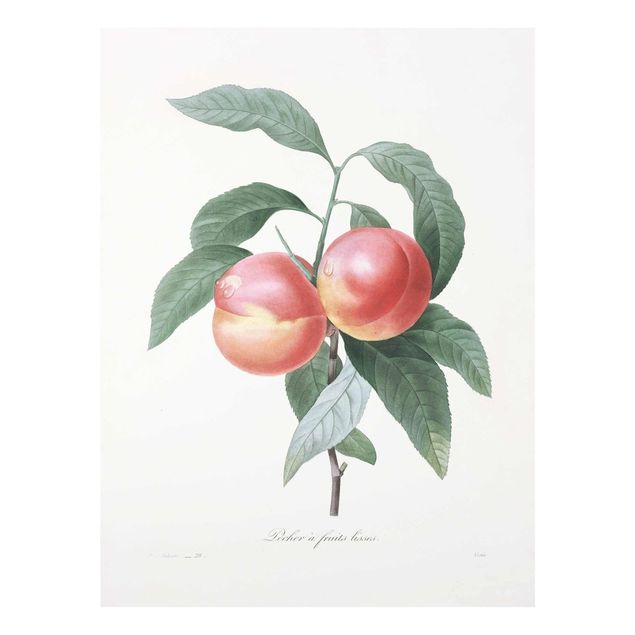 Glass print - Botany Vintage Illustration Peach