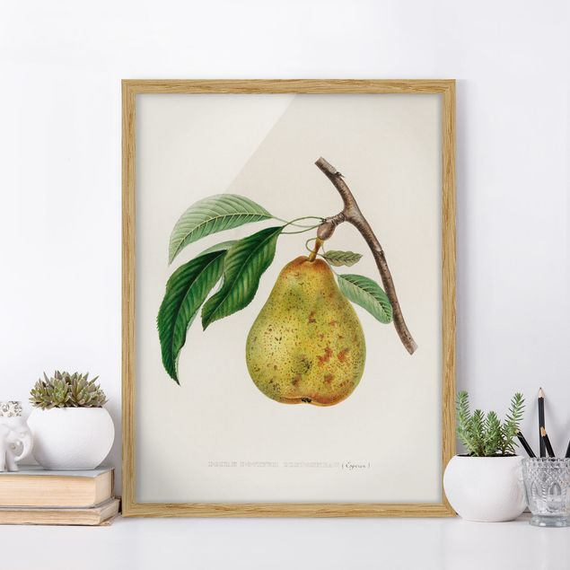 Framed poster - Botany Vintage Illustration Yellow Pear
