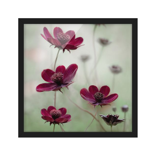 Framed poster - Pink Cosmos Flower