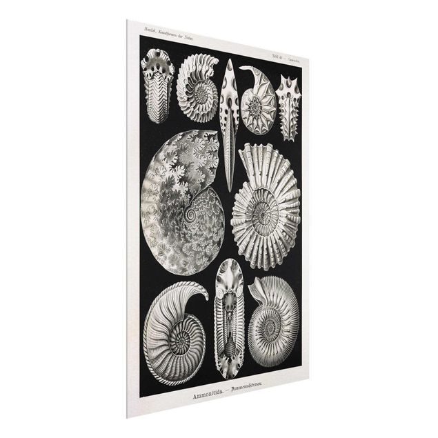 Glass print - Vintage Board Fossils Black And White