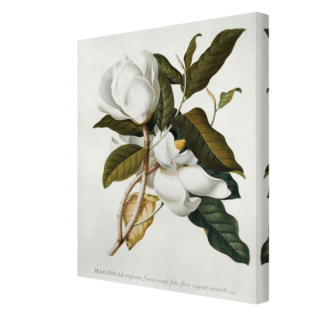 Canvas print - Georg Dionysius Ehret - Magnolia