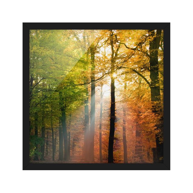 Framed poster - Morning Light