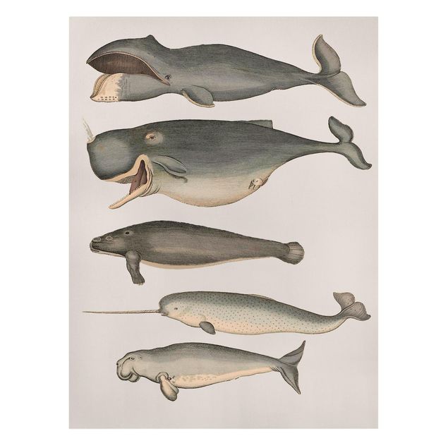 Print on canvas - Five Vintage Whales