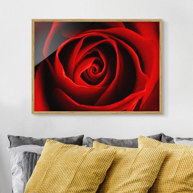 Framed poster - Lovely Rose
