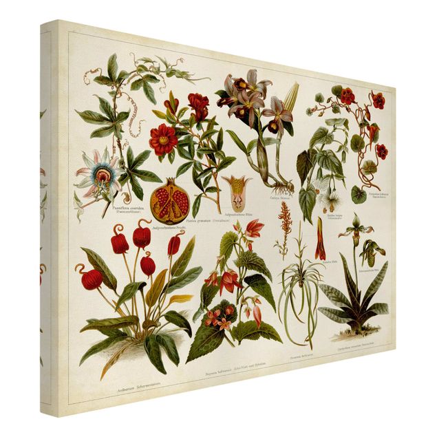 Print on canvas - Vintage Board Tropical Botany II