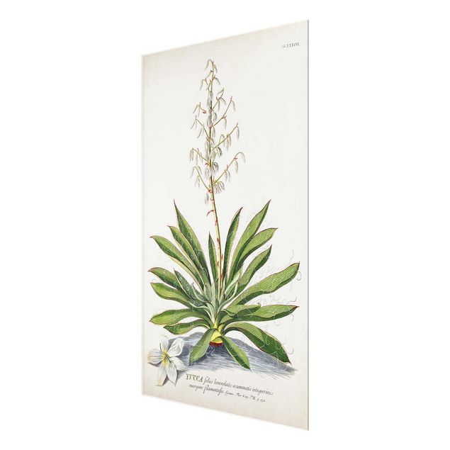Glass print - Vintage Botanical Illustration Yucca