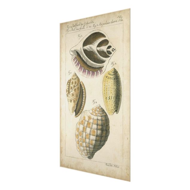 Glass print - Vintage Conch Drawing Yellow