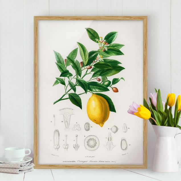 Framed poster - Botany Vintage Illustration Of Lemon