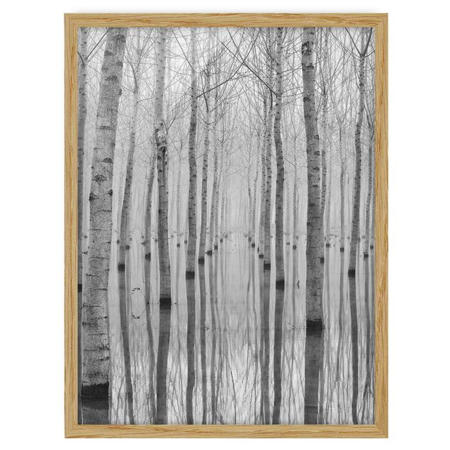 Framed poster - Birches In November