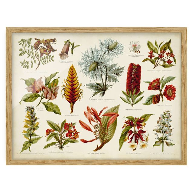 Framed poster - Vintage Board Tropical Botany I