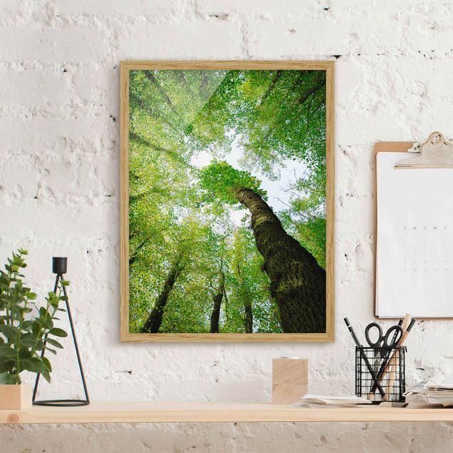 Framed poster - Trees Of Life