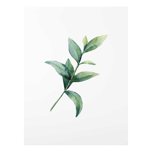 Glass print - Waterclolour Eucalyptus ll