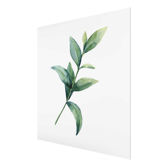 Glass print - Waterclolour Eucalyptus ll
