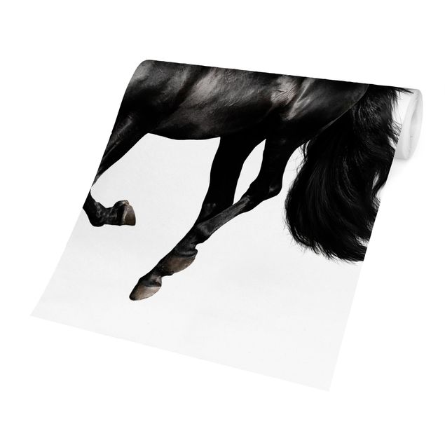 Wallpaper - Arabian Stallion