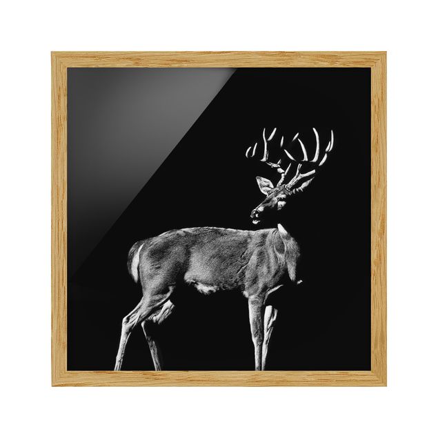 Framed poster - Deer In The Dark