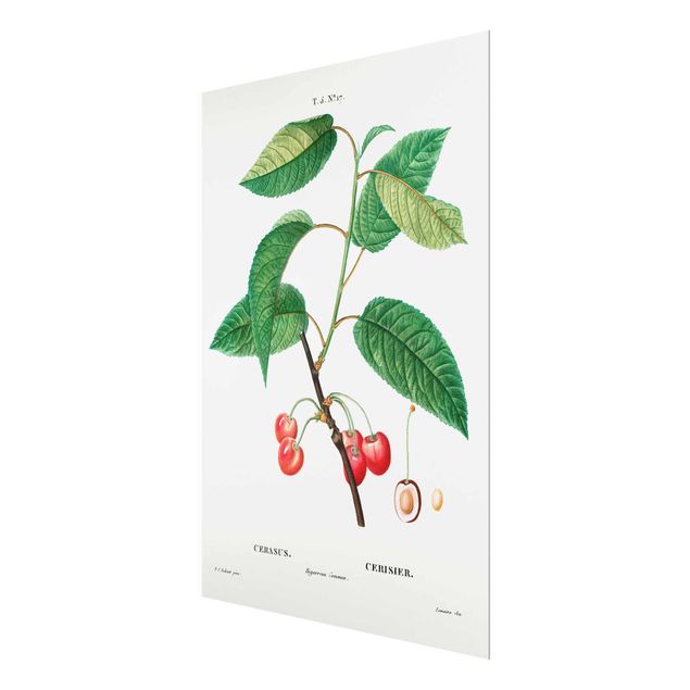 Glass print - Botany Vintage Illustration Red Cherries