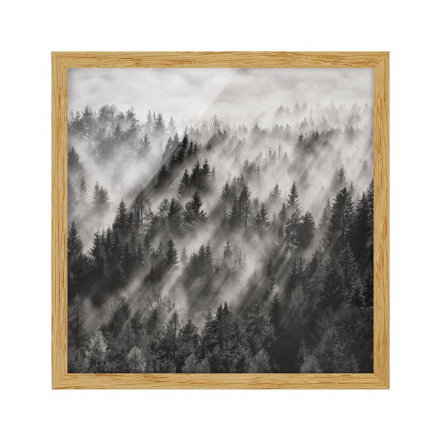 Framed poster - Light Rays In The Coniferous Forest