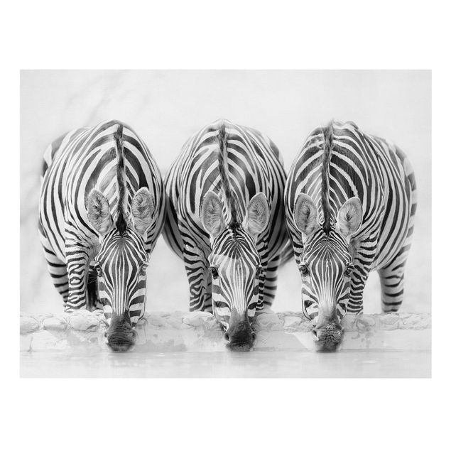 Print on canvas - Zebra Trio In Black And White