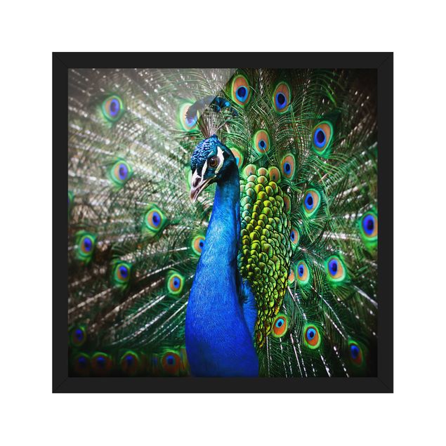 Framed poster - Noble Peacock