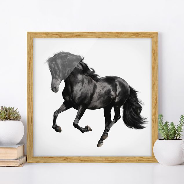 Framed poster - Arabian Stallion