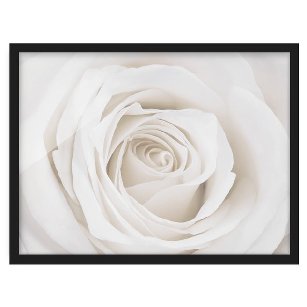 Framed poster - Pretty White Rose