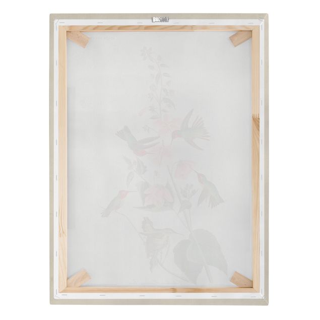 Print on canvas - Vintage Board Colombian Hummingbird
