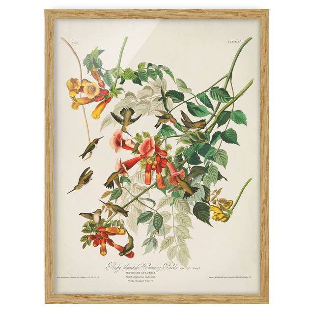 Framed poster - Vintage Board Hummingbirds