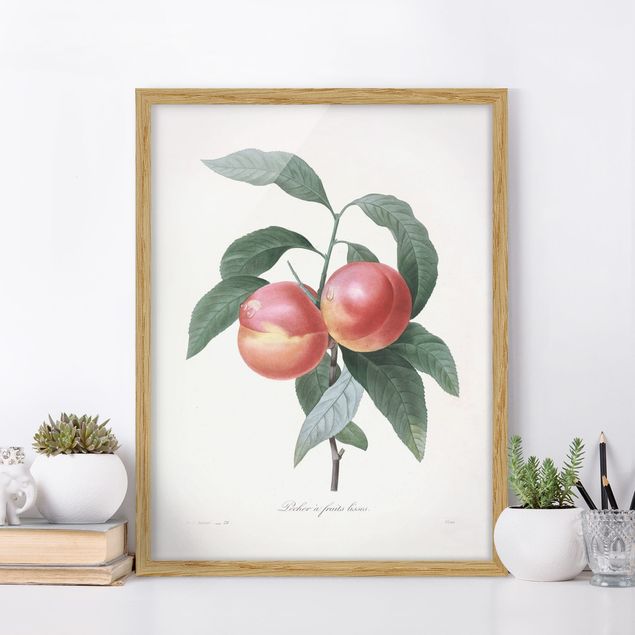 Framed poster - Botany Vintage Illustration Peach