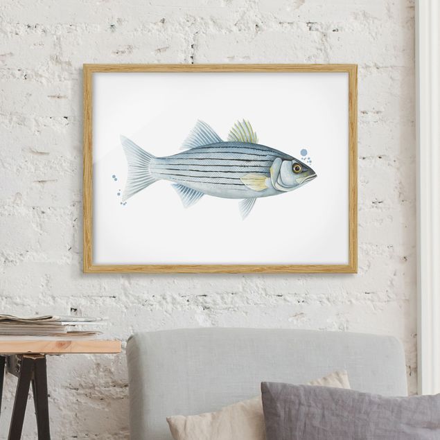 Framed poster - Color Catch - White Perch