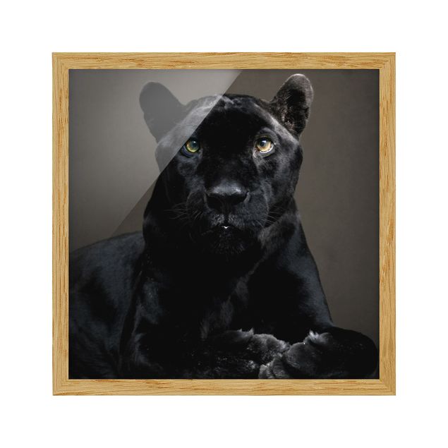 Framed poster - Black Puma