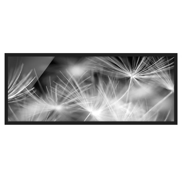 Framed poster - Moving Dandelions Close Up On Black Background