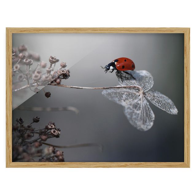 Framed poster - Ladybird On Hydrangea