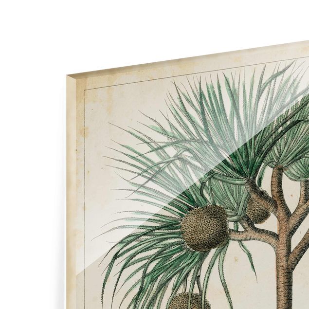 Glass print - Vintage Board Exotic Palms I