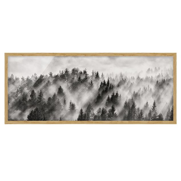 Framed poster - Light Rays In The Coniferous Forest