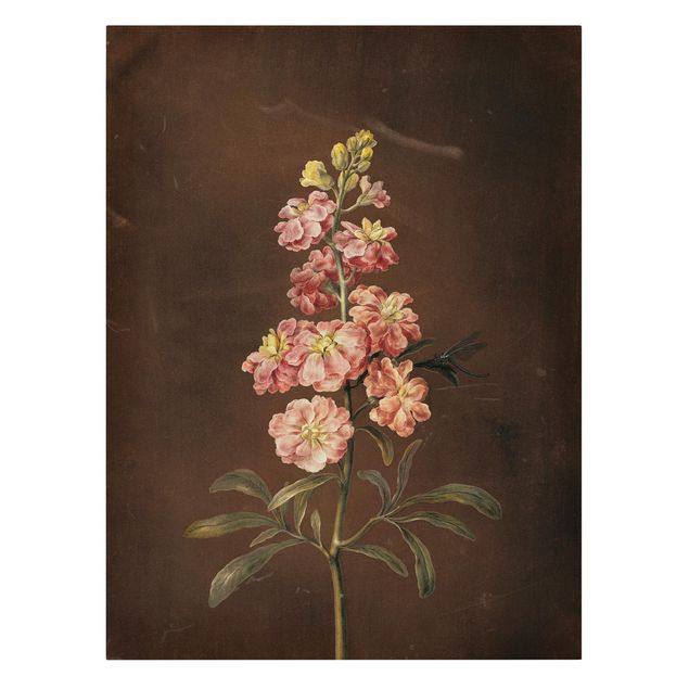 Canvas print - Barbara Regina Dietzsch - A Light Pink Gillyflower