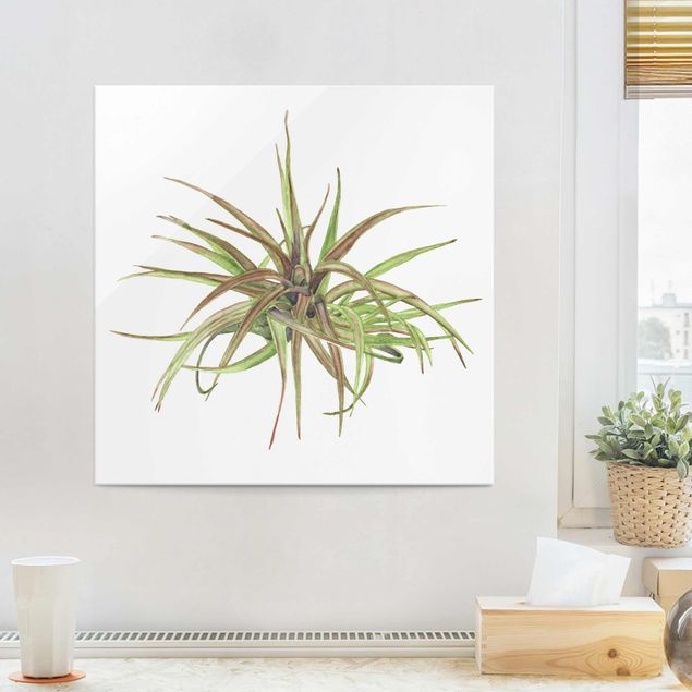 Glass print - Air Plant Watercolour II