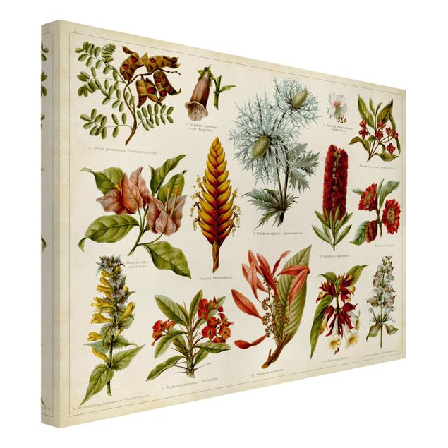 Print on canvas - Vintage Board Tropical Botany I