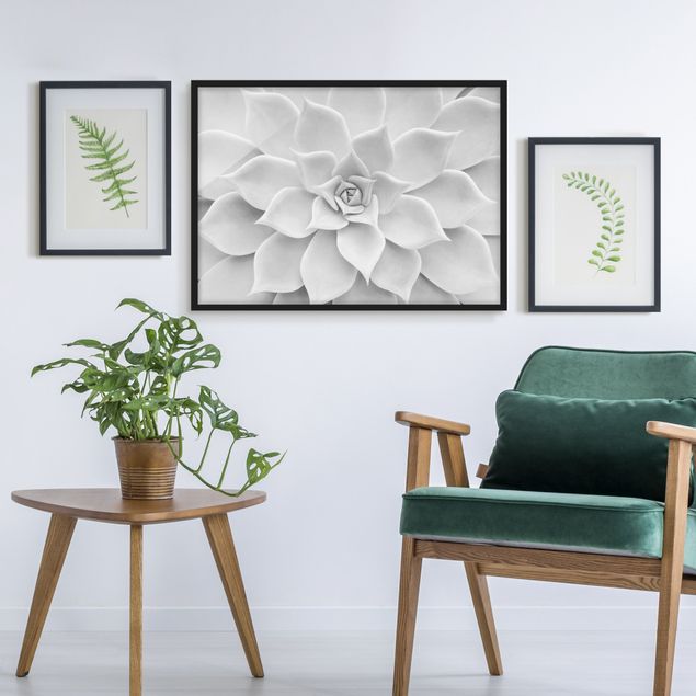 Framed poster - Cactus Succulent
